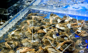 大閘蟹自動檢重秤｜水產(chǎn)品多級分選設(shè)備｜農(nóng)產(chǎn)品智能分級解決方案