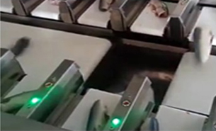 魚稱重分裝機 魚稱重分裝機